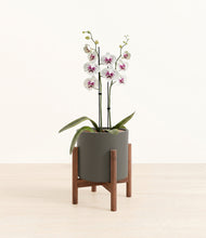 Load image into Gallery viewer, Dark Olive stand:walnut
