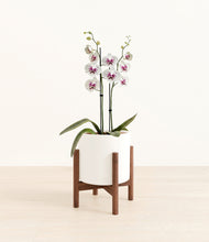 Load image into Gallery viewer, White stand:walnut
