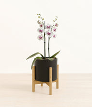 Load image into Gallery viewer, Black stand:bamboo
