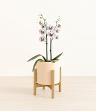 Load image into Gallery viewer, Cream stand:bamboo

