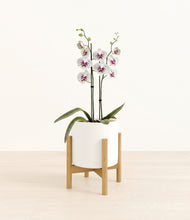 Load image into Gallery viewer, White stand:bamboo
