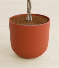 Load image into Gallery viewer, Earth Red stand:all
