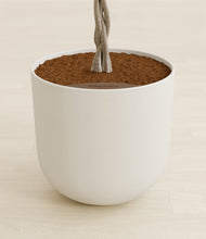 Load image into Gallery viewer, Natural Bamboo stand:all
