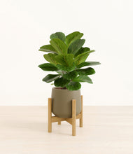 Load image into Gallery viewer, Olive stand:bamboo
