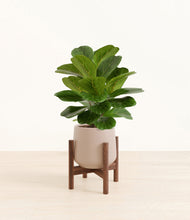 Load image into Gallery viewer, Eternal Gray stand:walnut
