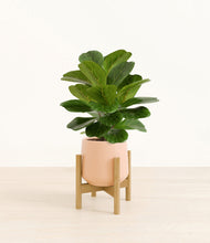Load image into Gallery viewer, Gentle Pink stand:bamboo
