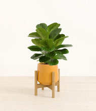 Load image into Gallery viewer, Mustard stand:bamboo
