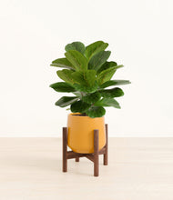 Load image into Gallery viewer, Mustard stand:walnut
