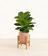 Load image into Gallery viewer, Calm Rose stand:bamboo
