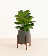 Load image into Gallery viewer, Dark Olive stand:walnut
