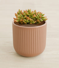 Load image into Gallery viewer, Striped Peach Pink stand:all
