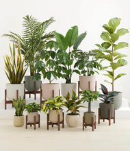 Load image into Gallery viewer, Woodland stand:eight_stands

