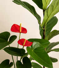 Load image into Gallery viewer, ALL
