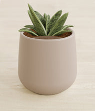 Load image into Gallery viewer, Eternal Gray stand:all
