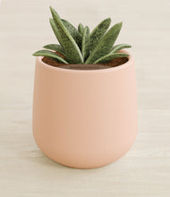 Load image into Gallery viewer, Gentle Pink stand:all
