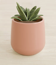 Load image into Gallery viewer, Calm Rose stand:all
