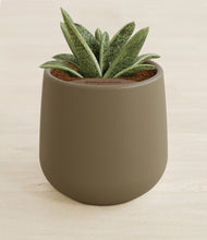 Load image into Gallery viewer, Olive stand:all
