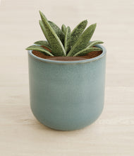 Load image into Gallery viewer, Reactive Aqua stand:all
