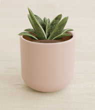 Load image into Gallery viewer, Sandy Pink stand:all
