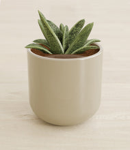 Load image into Gallery viewer, Sage Green stand:all
