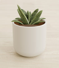 Load image into Gallery viewer, Cotton White stand:all
