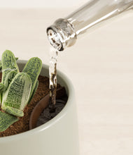 Load image into Gallery viewer, Turquoise stand:all
