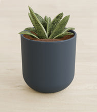 Load image into Gallery viewer, Iron Gray stand:all
