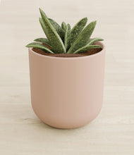 Load image into Gallery viewer, Sandy Pink stand:all
