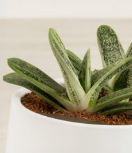 Load image into Gallery viewer, ALL
