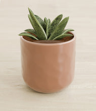 Load image into Gallery viewer, Hammered Peach Pink stand:all
