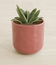 Load image into Gallery viewer, Hammered Rose Pink stand:all
