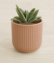 Load image into Gallery viewer, Striped Peach Pink stand:all
