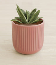 Load image into Gallery viewer, Striped Rose Pink stand:all
