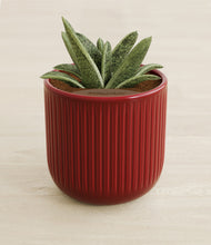 Load image into Gallery viewer, Striped Cherry Red stand:all
