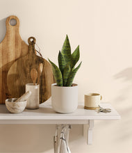 Load image into Gallery viewer, Natural Bamboo
