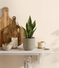 Load image into Gallery viewer, Sage Green
