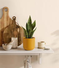 Load image into Gallery viewer, Sunset Orange
