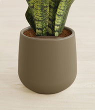 Load image into Gallery viewer, Olive stand:all
