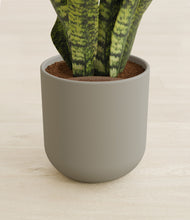 Load image into Gallery viewer, Sage Green stand:all
