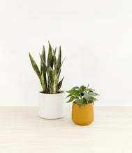 Load image into Gallery viewer, Tiger Lily*****Profile
