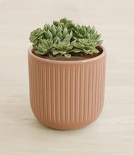 Load image into Gallery viewer, Striped Peach Pink stand:all
