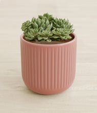 Load image into Gallery viewer, Striped Rose Pink stand:all
