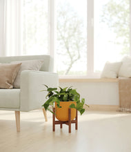 Load image into Gallery viewer, Sunset Orange stand:walnut
