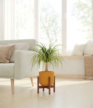 Load image into Gallery viewer, Sunset Orange stand:walnut
