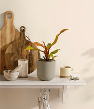 Load image into Gallery viewer, Sage Green

