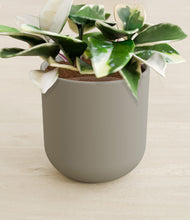 Load image into Gallery viewer, Sage Green stand:all
