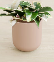 Load image into Gallery viewer, Sandy Pink stand:all
