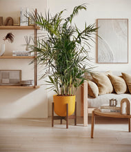Load image into Gallery viewer, Sunset Orange stand:walnut
