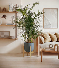 Load image into Gallery viewer, Iron Gray stand:bamboo
