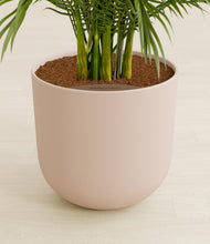 Load image into Gallery viewer, Sandy Pink stand:all
